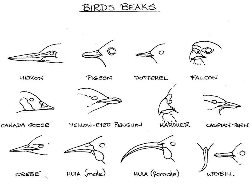 birds beaks1.jpg